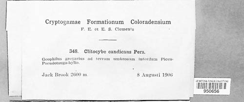 Leucocybe candicans image